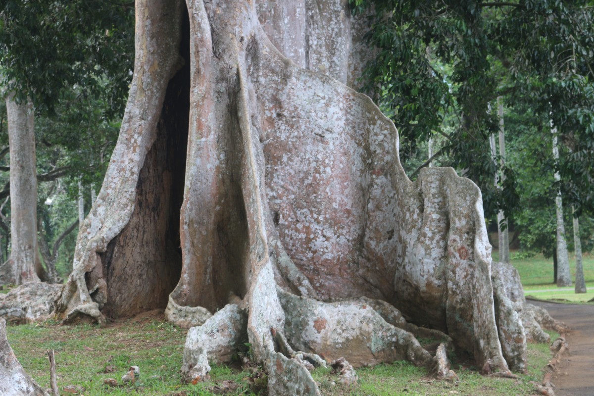 Canarium indicum L.